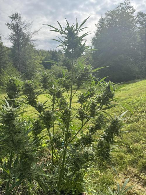 Summertime Autos Various Genetics. Week 9