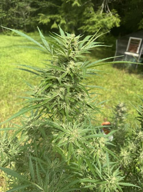 Summertime Autos Various Genetics. Week 9