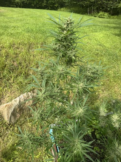 Summertime Autos Various Genetics. Week 9