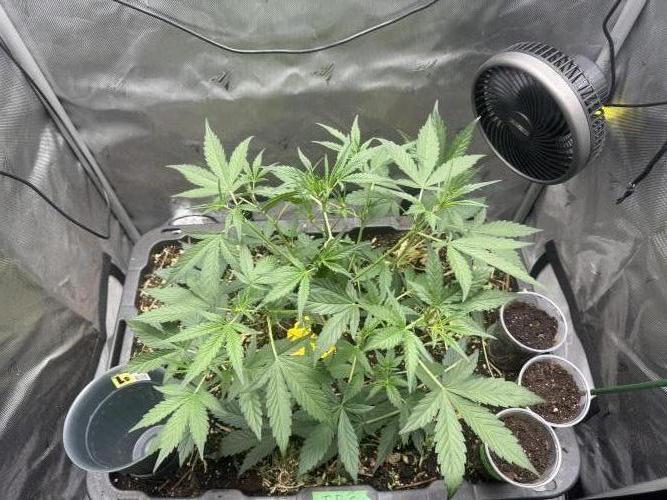 Summertime Autos Various Genetics. Week 4