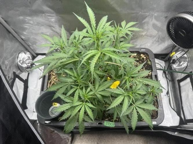 Summertime Autos Various Genetics. Week 4