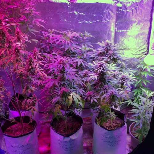 Dude Grows Sour Hound