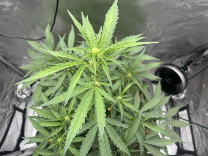 Summertime Autos Various Genetics. Week 5 - DDoS OG