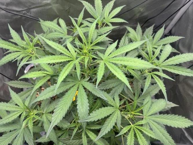 Summertime Autos Various Genetics. Week 5 - Banana Basecamp