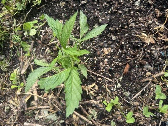 Summertime Autos Various Genetics. Week 4