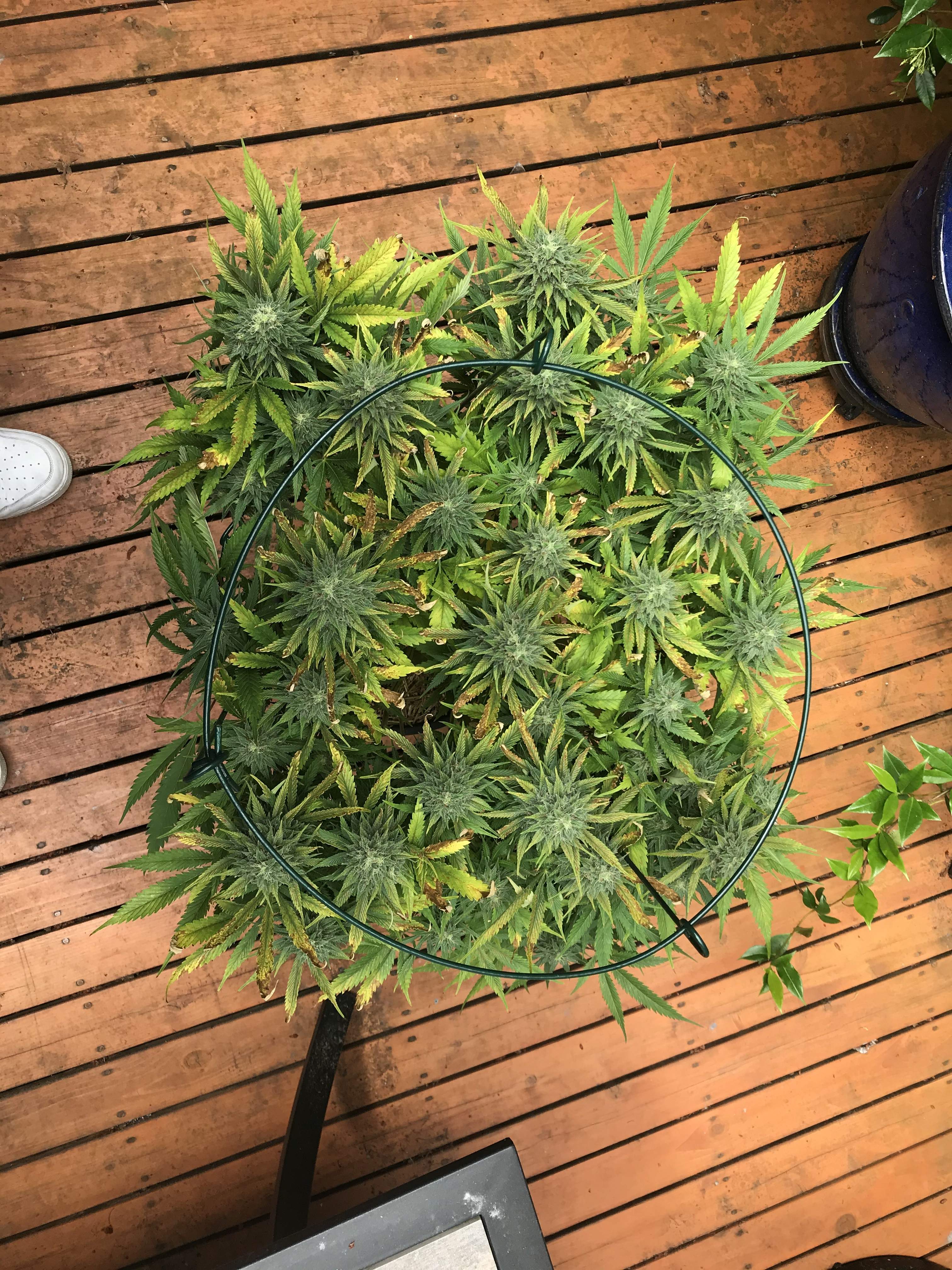 Seedsman White Widow Grow Journal Harvest8 By GrowDiaries