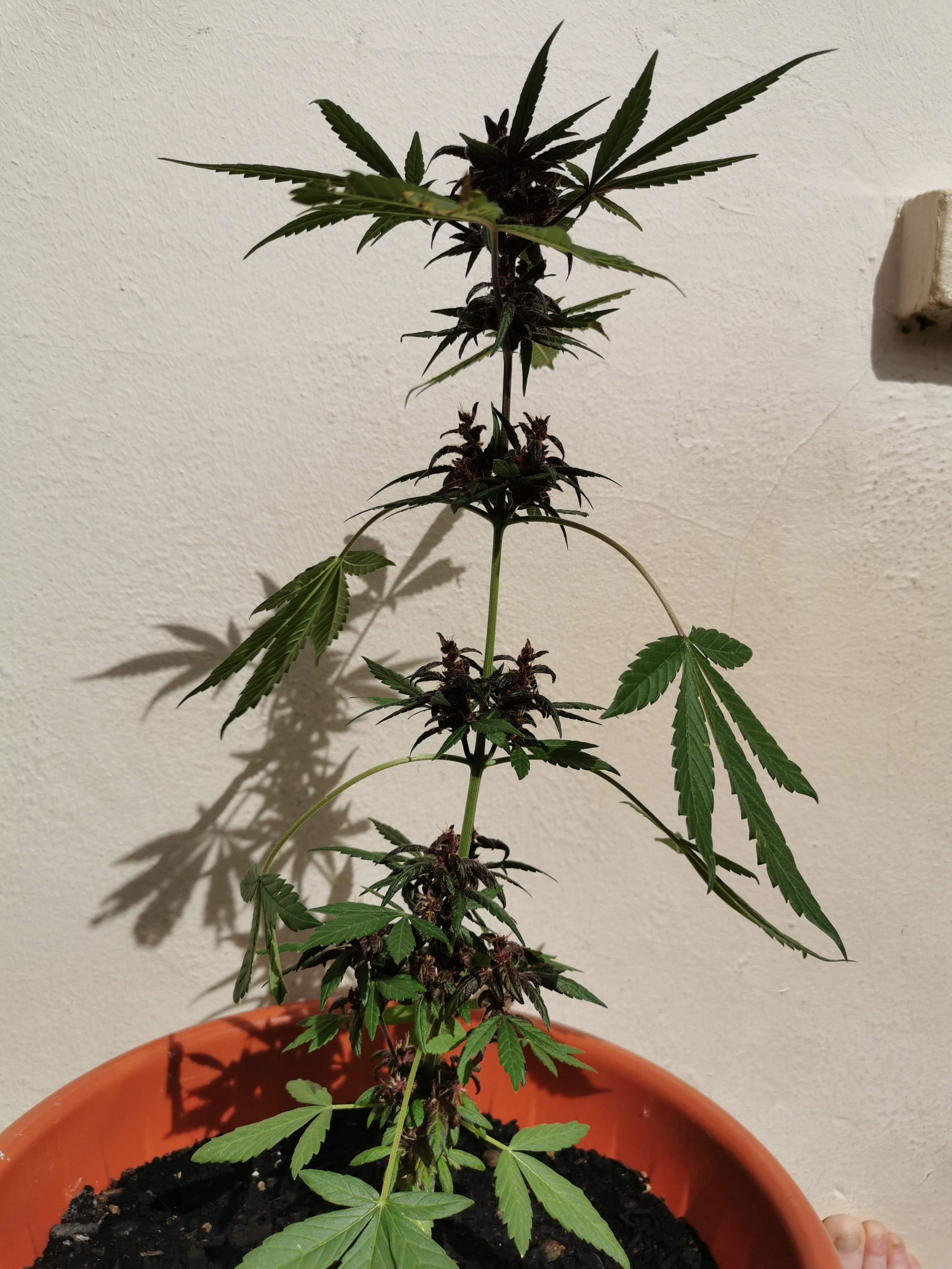 Auto blueberry 2 grow diary (journal) week12 by Loulou84 GrowDiaries