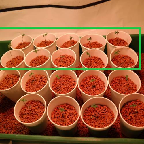 Banana Frosting HydroCorrels drain2waste. Week 1 - 10/10 BananaFrostings are germinated (Day 1)