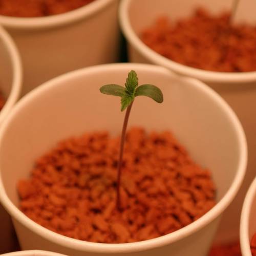 Banana Frosting HydroCorrels drain2waste. Week 1 - First one (Day 1)