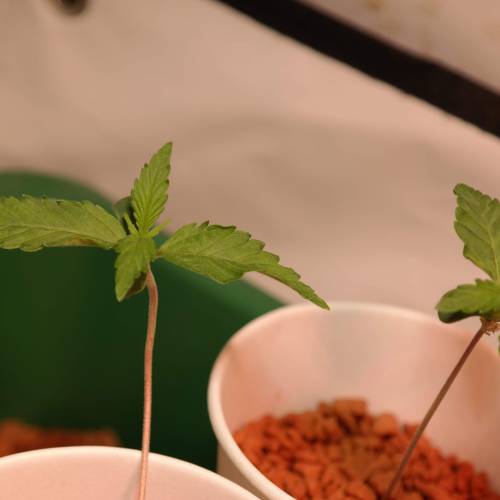 Banana Frosting HydroCorrels drain2waste. Week 2 - Day 7 since germination