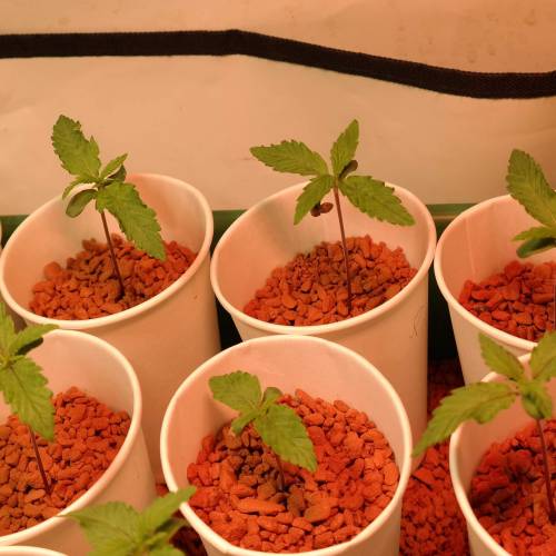 Banana Frosting HydroCorrels drain2waste. Week 2 - Day 7 since germination