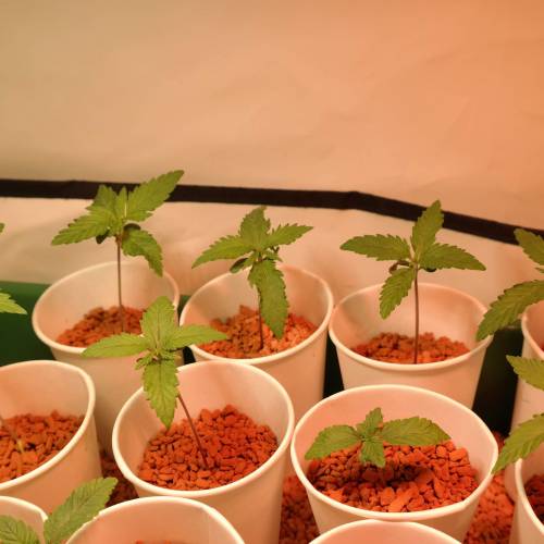 Banana Frosting HydroCorrels drain2waste. Week 2 - Day 9 since germination