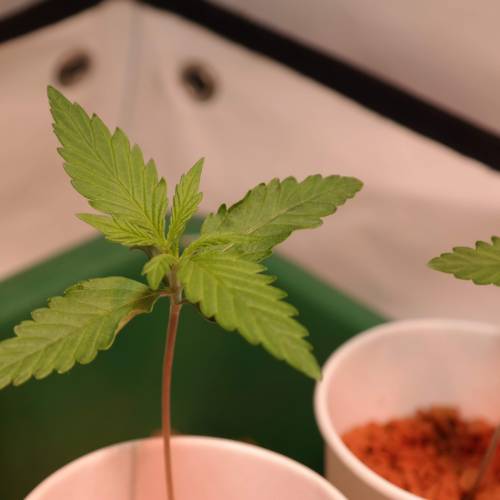 Banana Frosting HydroCorrels drain2waste. Week 2 - Day 9 since germination