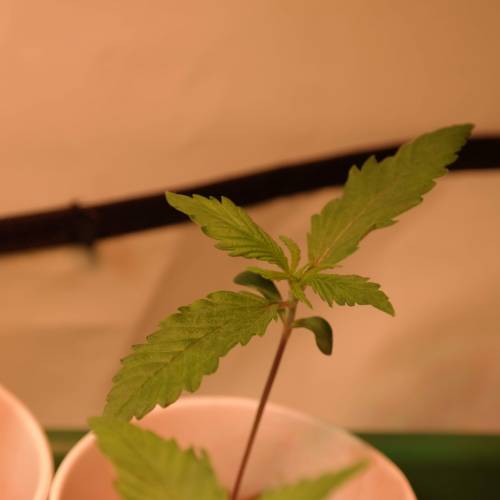 Banana Frosting HydroCorrels drain2waste. Week 2 - Day 9 since germination