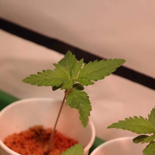 Banana Frosting HydroCorrels drain2waste. Week 2 - Day 9 since germination