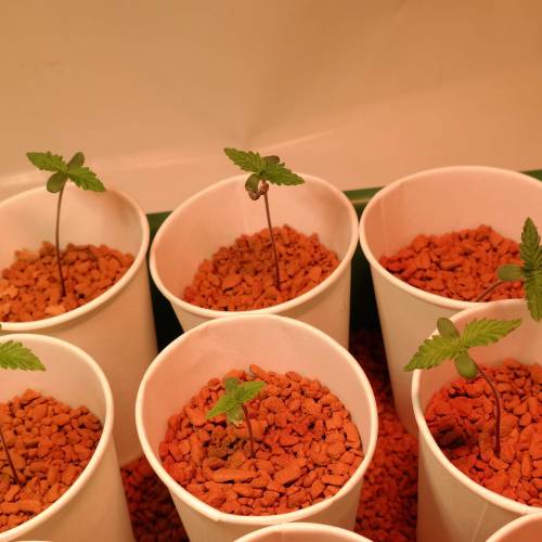 Banana Frosting HydroCorrels drain2waste. Week 1 - Day 3 from germination