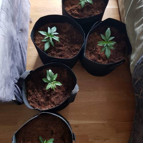 Dr Rays Formula One Auto (Indoor). Week 2