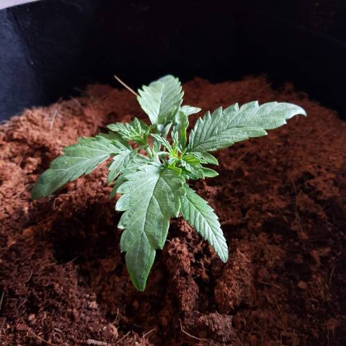 Dr Rays Formula One Auto (Indoor). Week 2