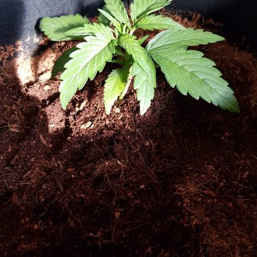 Dr Rays Formula One Auto (Indoor). Week 2