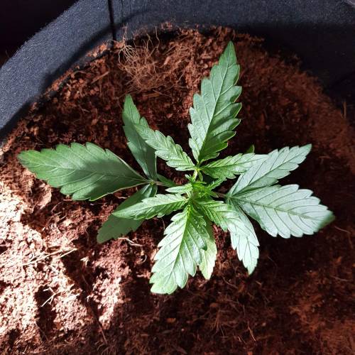 Dr Rays Formula One Auto (Indoor). Week 2