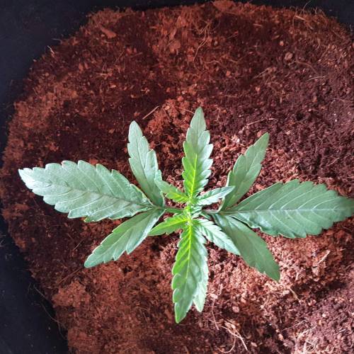 Dr Rays Formula One Auto (Indoor). Week 2