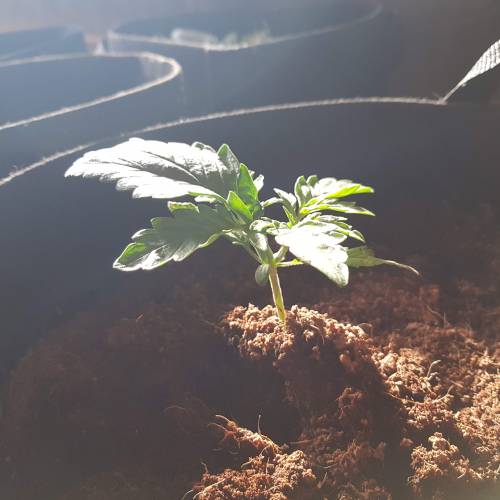 Dr Rays Formula One Auto (Indoor). Week 2