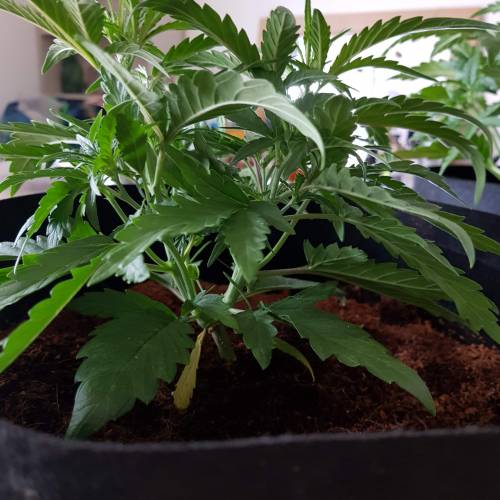 Dr Rays Formula One Auto (Indoor). Week 3