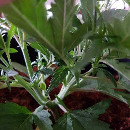 Dr Rays Formula One Auto (Indoor). Week 3