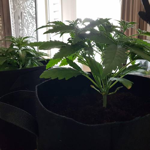 Dr Rays Formula One Auto (Indoor). Week 3