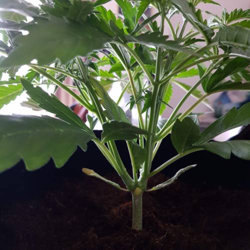 Dr Rays Formula One Auto (Indoor). Week 3