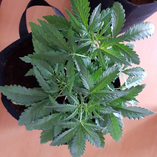 Dr Rays Formula One Auto (Indoor). Week 3