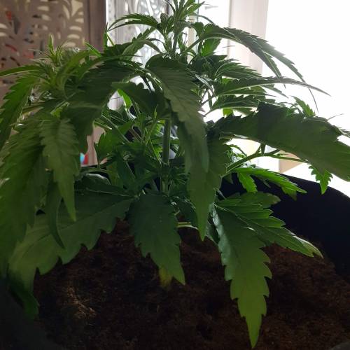 Dr Rays Formula One Auto (Indoor). Week 3