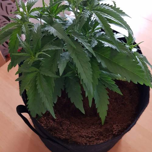 Dr Rays Formula One Auto (Indoor). Week 3