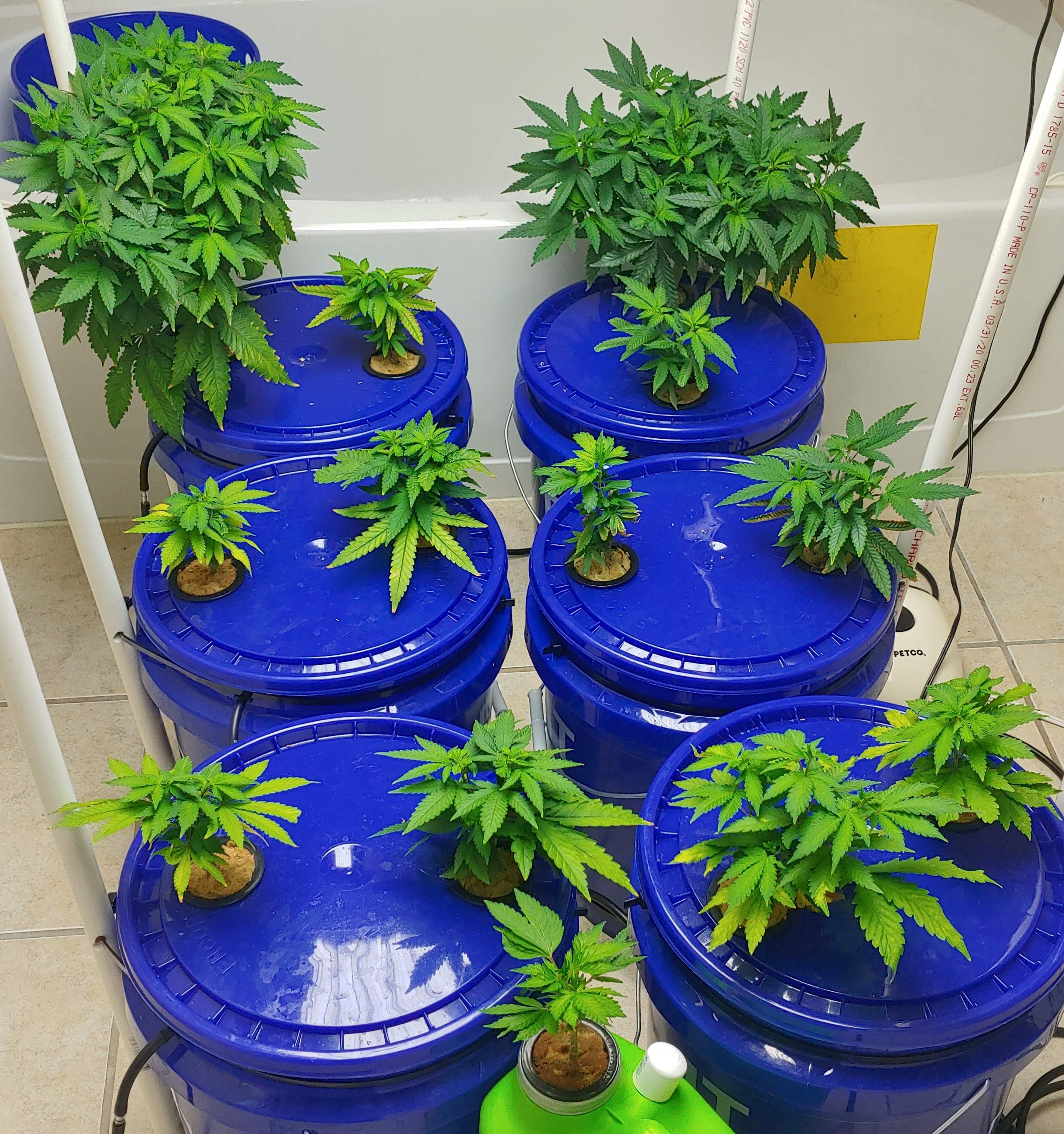Pineapple Express grow diary (journal) week12 by Greeneyes2155