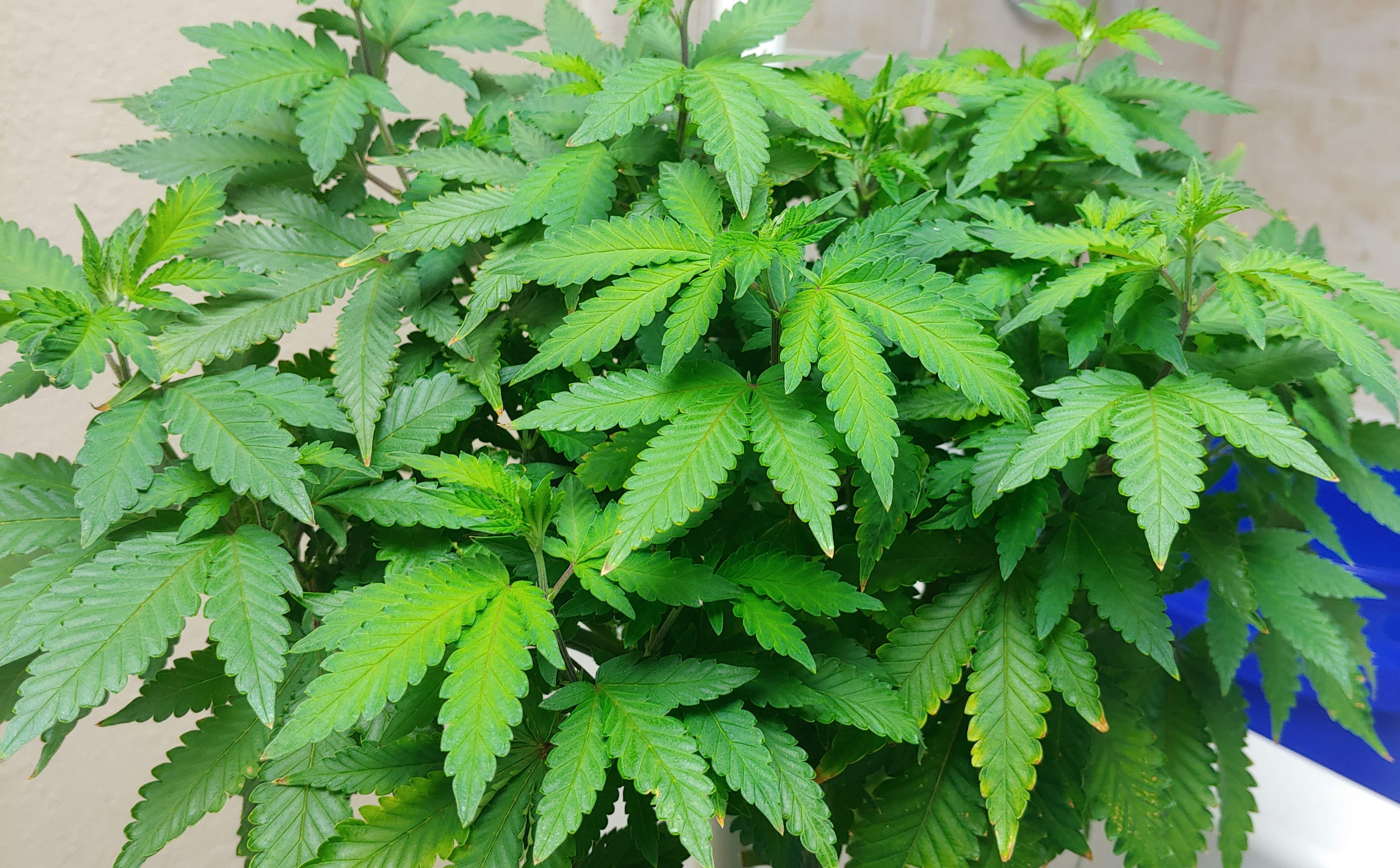 Pineapple Express grow diary (journal) week12 by Greeneyes2155