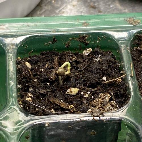 Custom Breeder & Strain Bloom Seed Co Forza Sour X Strawberry Guava