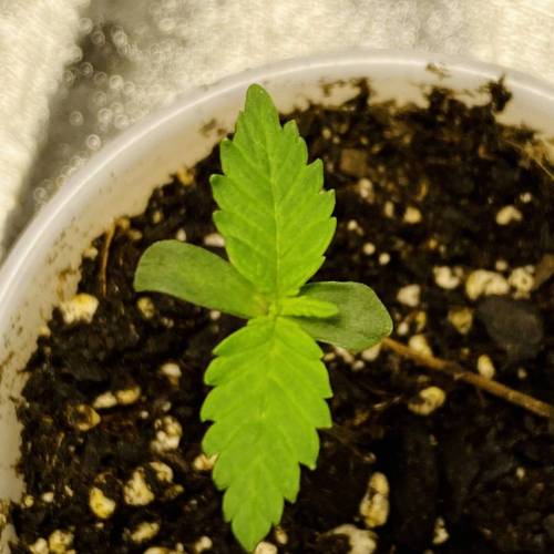 Forza Flour X Strawberry Guava. Week 0 - Day 4!