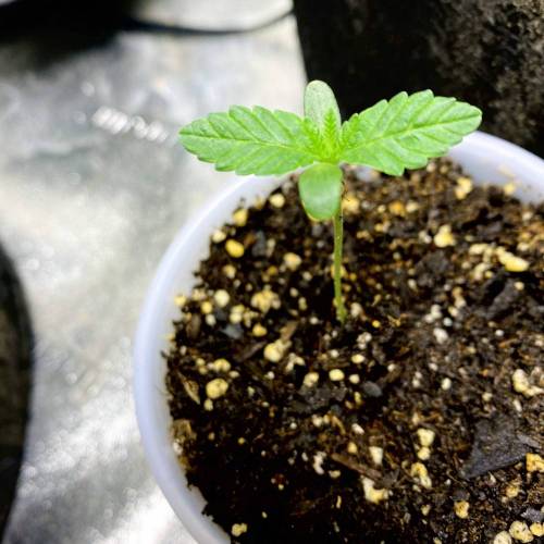 Forza Flour X Strawberry Guava. Week 0 - Day 6!