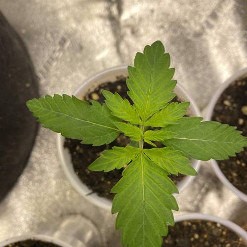 Forza Flour X Strawberry Guava. Week 1 - Day 2!