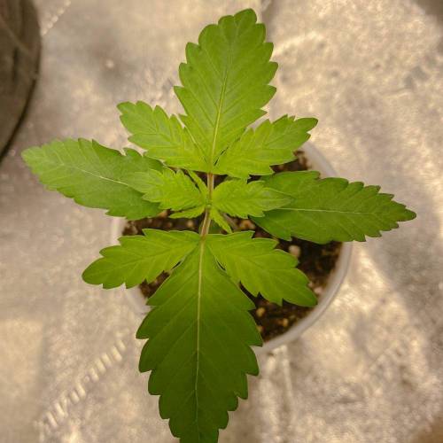 Forza Flour X Strawberry Guava. Week 1 - Day 3! 