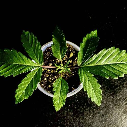 Forza Flour X Strawberry Guava. Week 1 - Day 7! Playing with shadows 