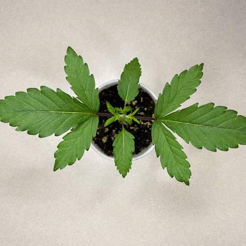 Forza Flour X Strawberry Guava. Week 2 - Day 8!