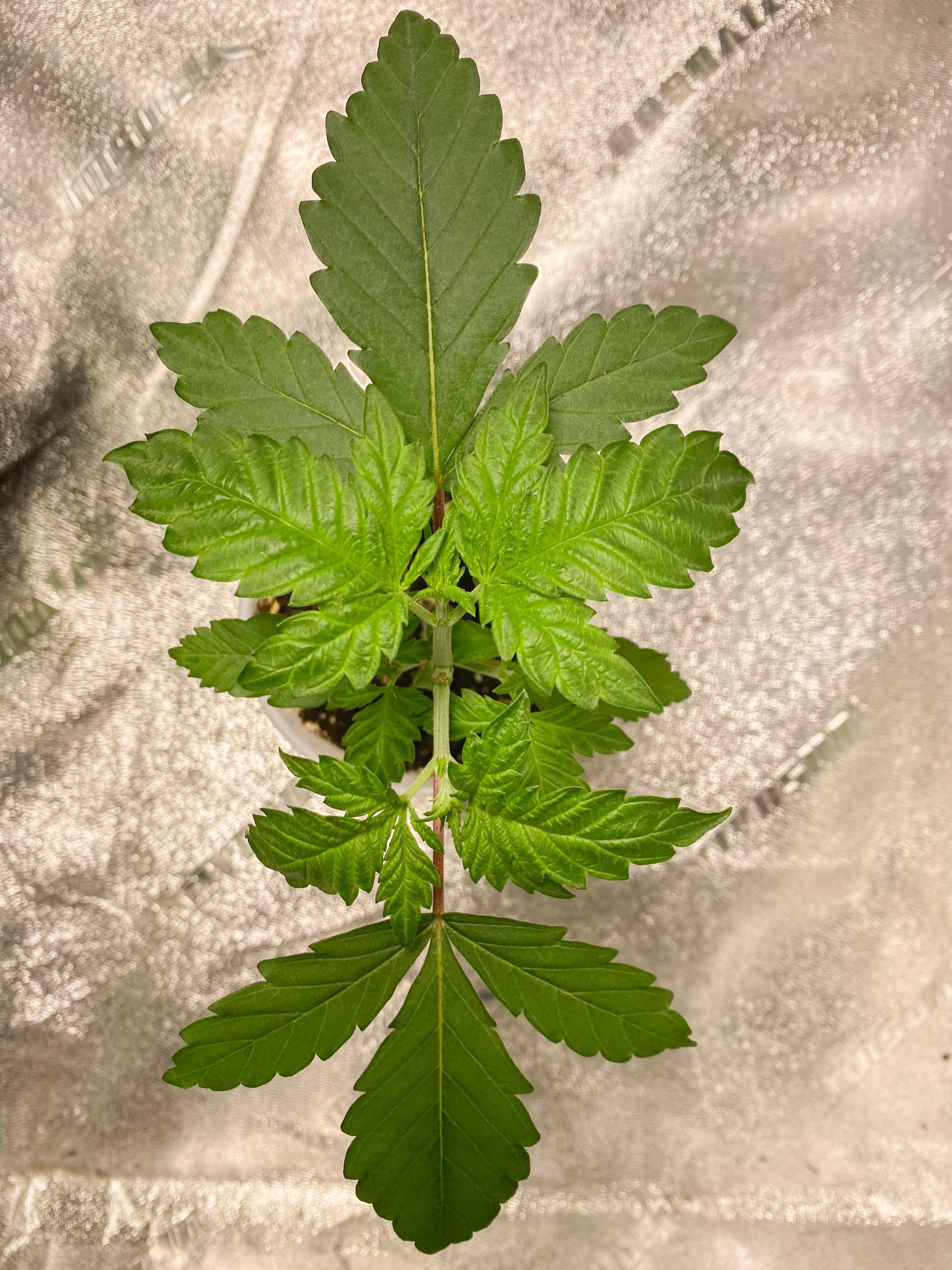 Bloom Seed Co Forza Sour X Strawberry Guava 2 grow diary (journal