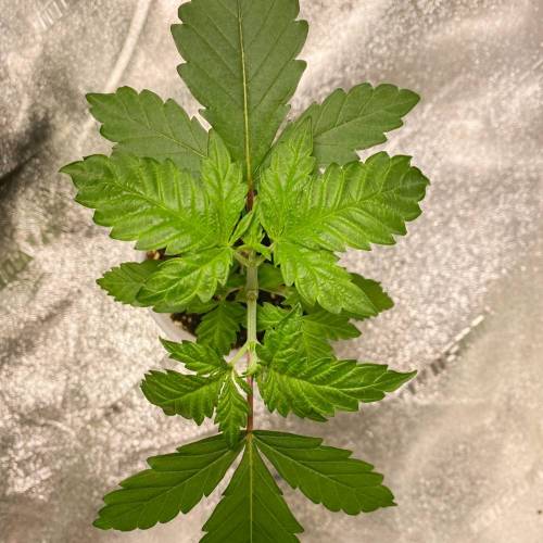 Forza Flour X Strawberry Guava. Week 2 - Day 11! 