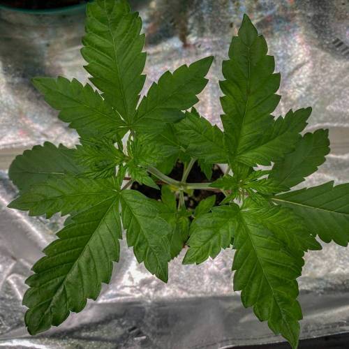 grow journal by iMpulsive_Grow GrowDiaries