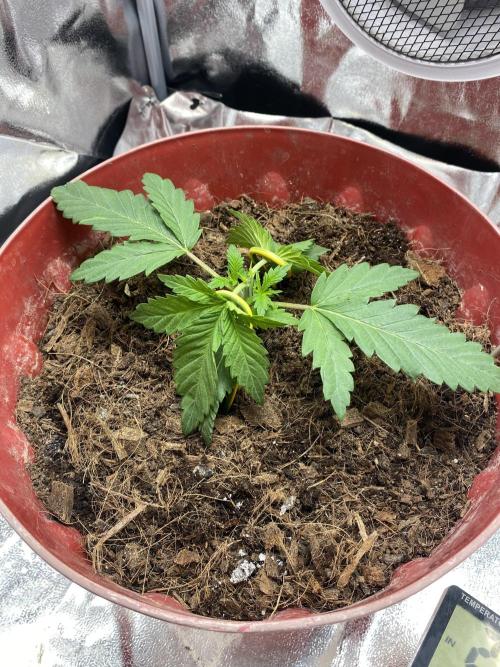 North light. Week 2 - Topping sonrasi