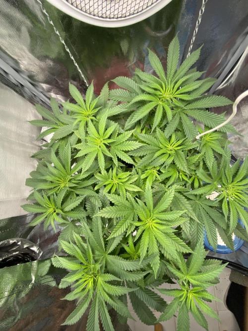 North light. Week 7