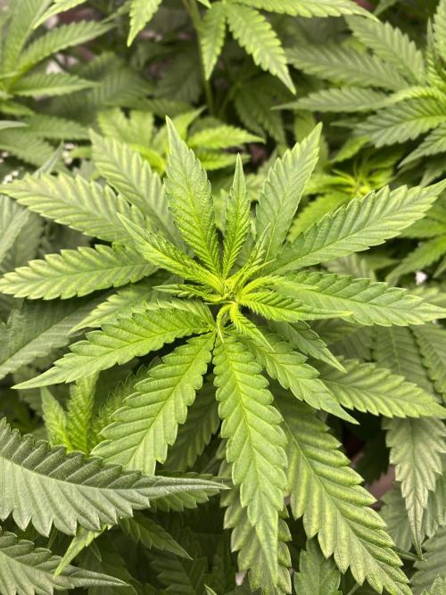 North light. Week 7