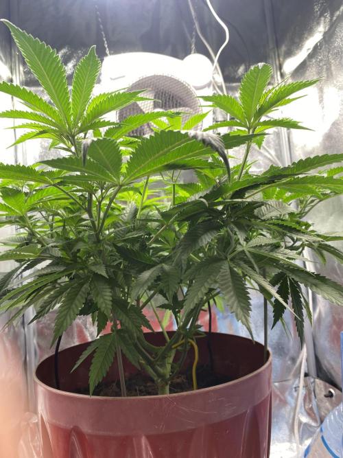 North light. Week 7