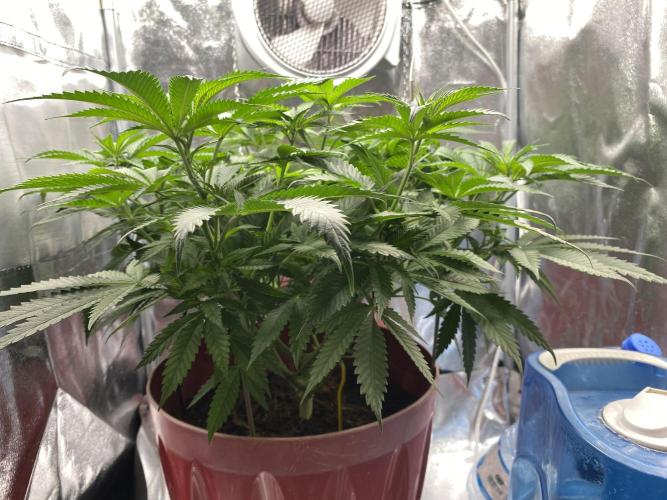 North light. Week 7